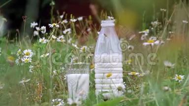 在草地上，在雏菊中，站着<strong>一瓶牛奶</strong>和一杯<strong>牛奶</strong>。 特写镜头。